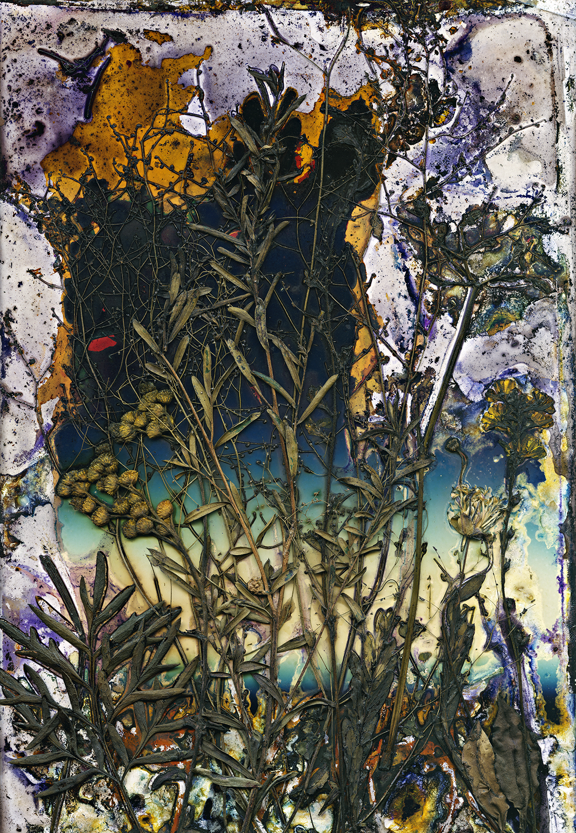Wildflowers of the Granite Belt Belt: Out of Oblivion by Renata Buziak